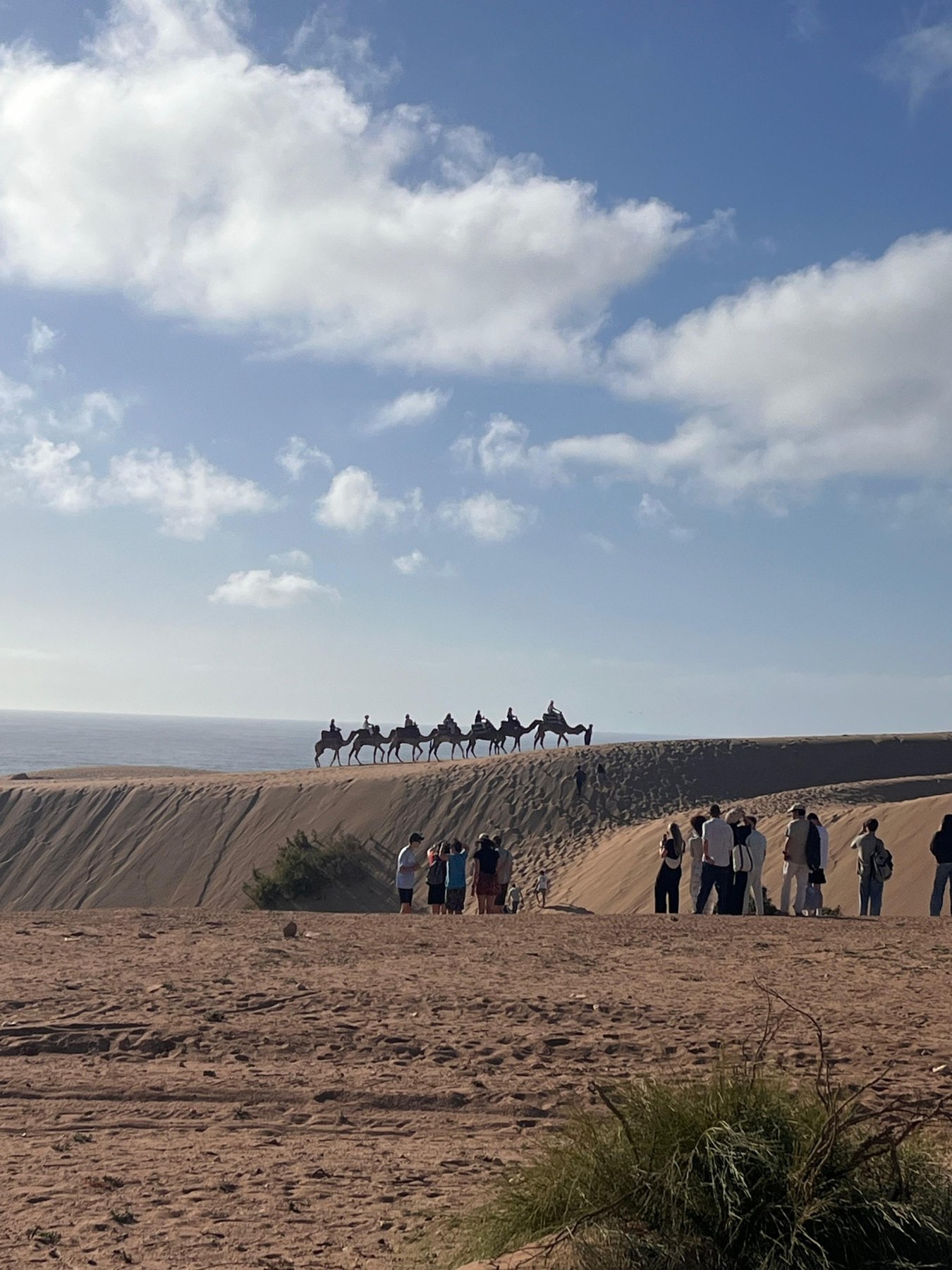 Visitors and camels on the dunes beside the Atlantic